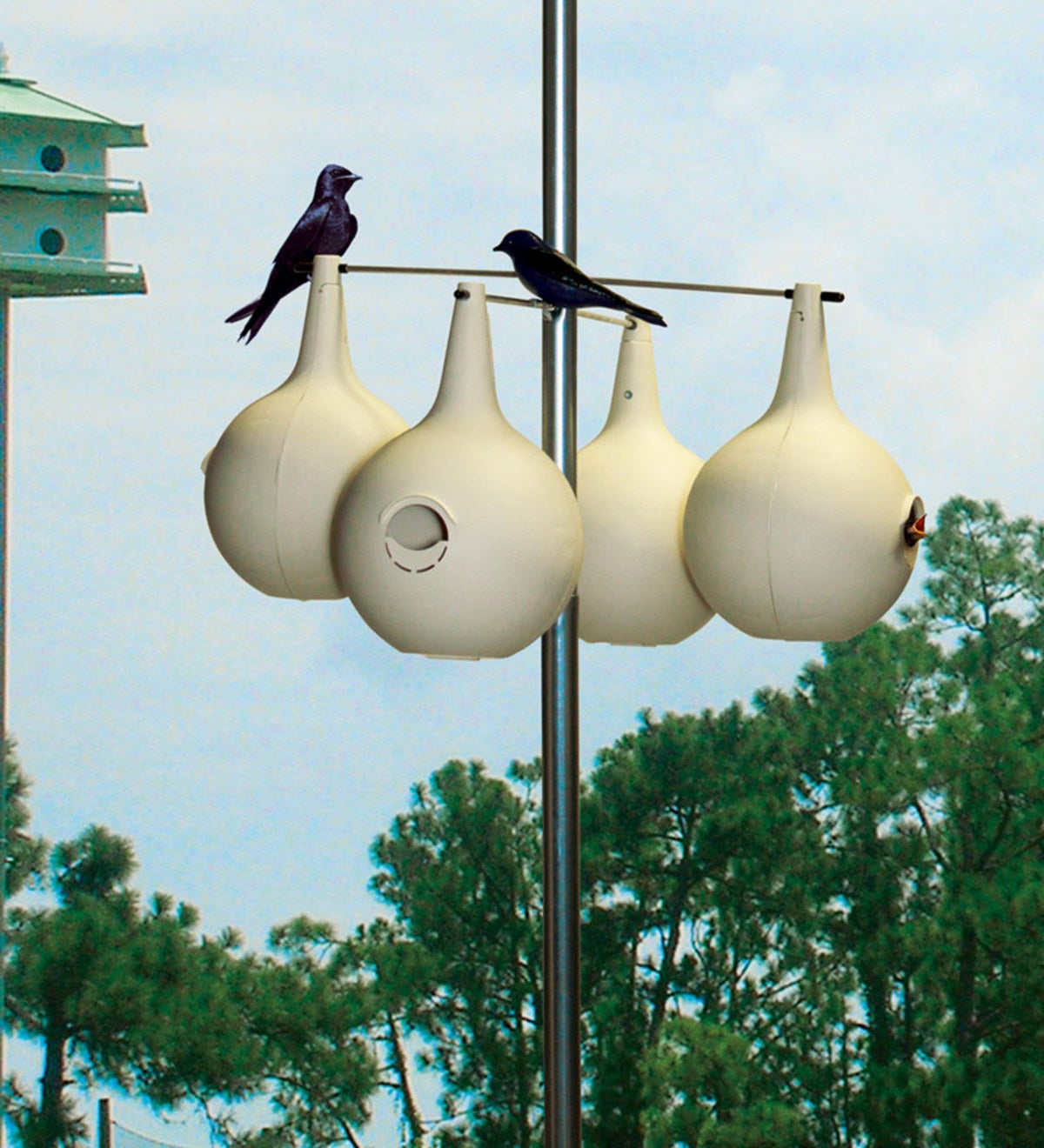 Purple Martin Gourd 8-pack & Pole Set