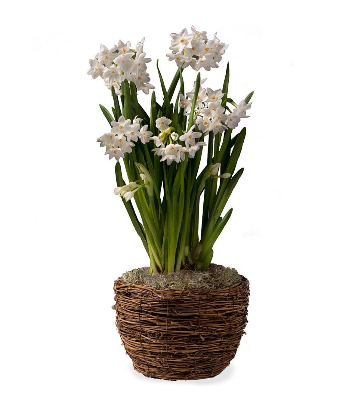 Paperwhite Narcissus Bulb Garden Gift