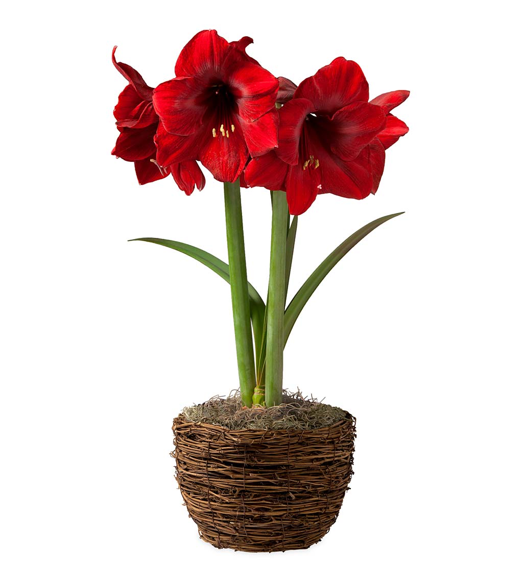 Potted 'Merry Christmas' Amaryllis Bulb in Woven Basket