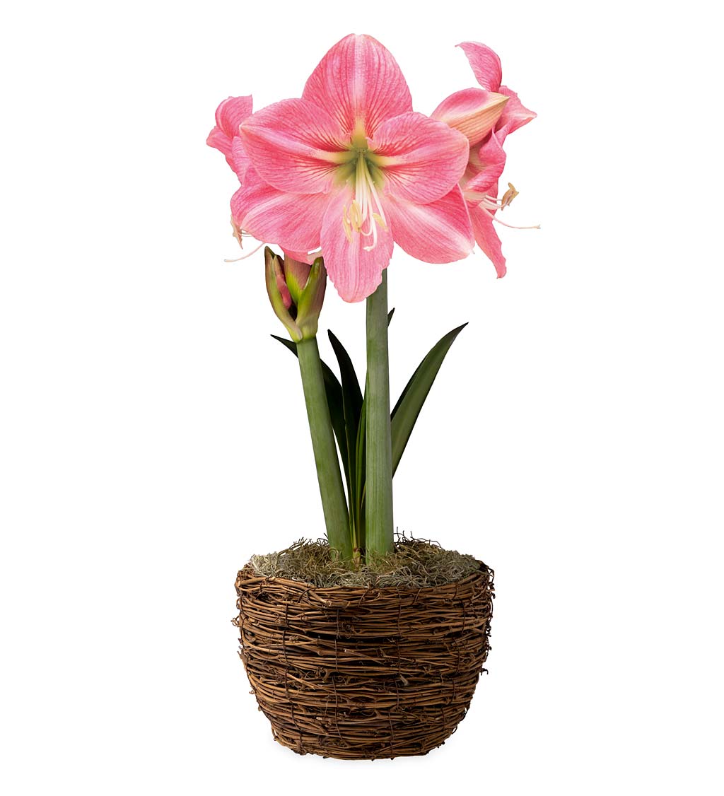 Potted 'Candy Floss' Amaryllis Bulb in Woven Basket