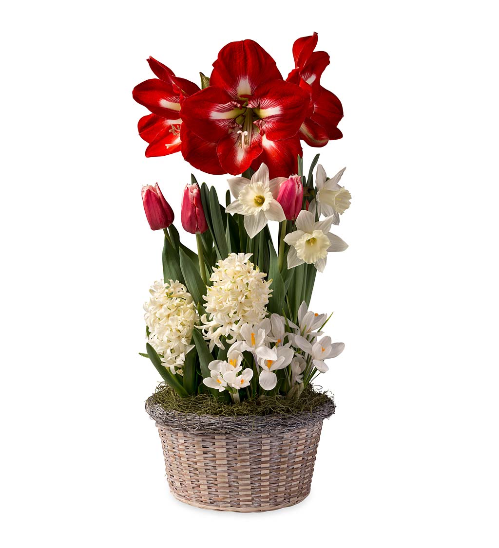 Dutch Flower Bulb Holiday Gift Garden with Design Amaryllis