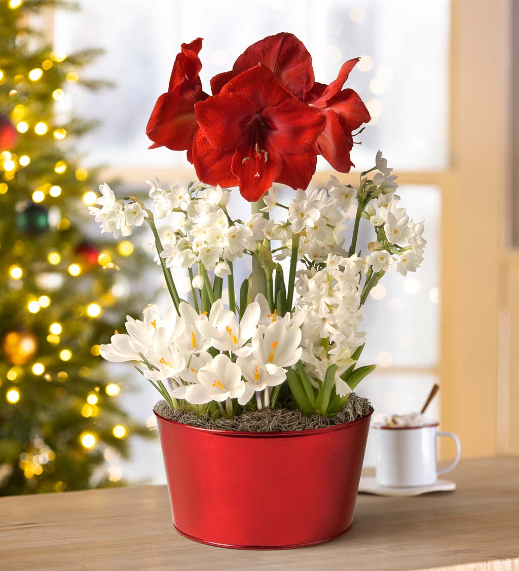 Dutch Flower Bulb Holiday Gift Garden with Dynamite Amaryllis