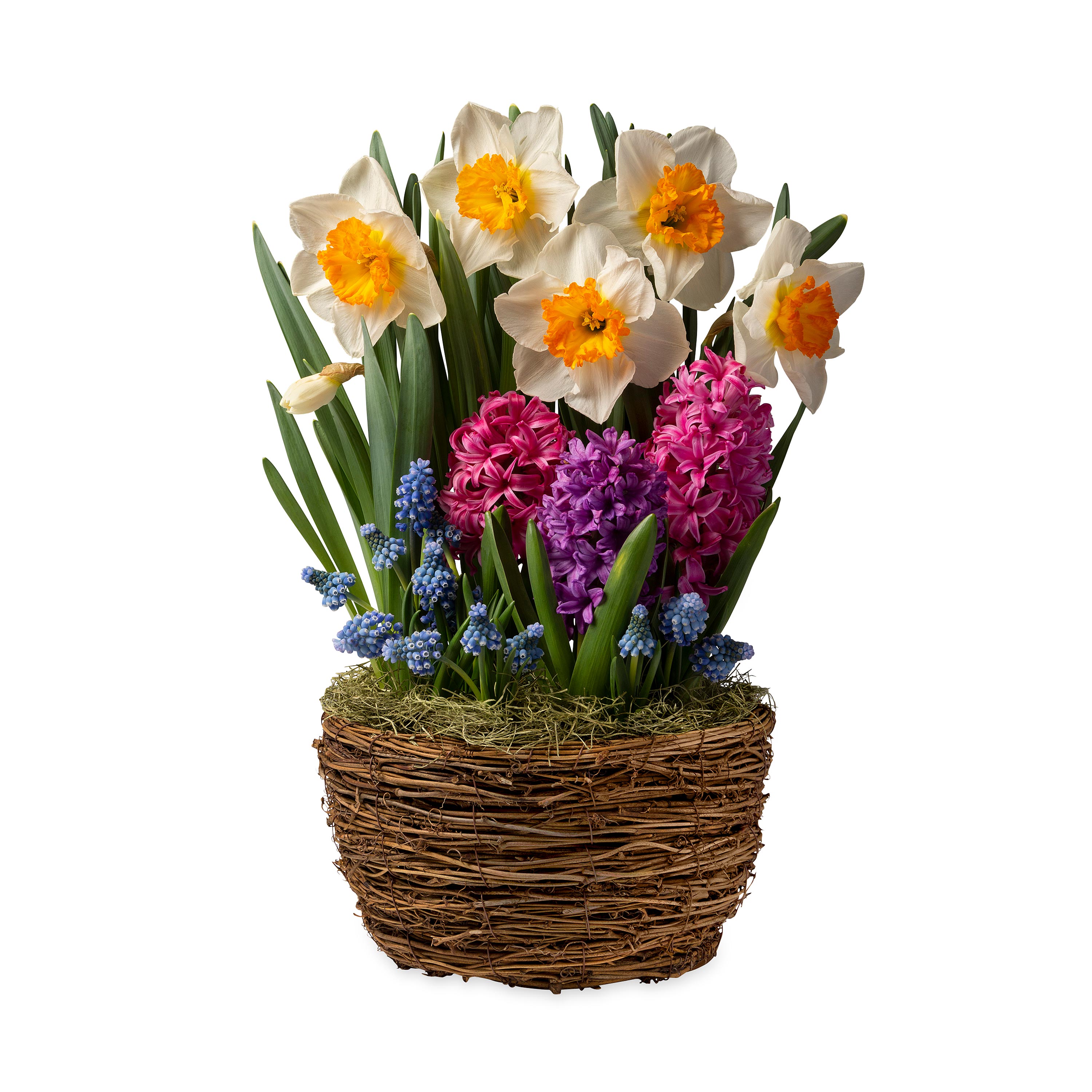 Pre-Planted Daffodil and Hyacinth Bulb Garden Gift Basket