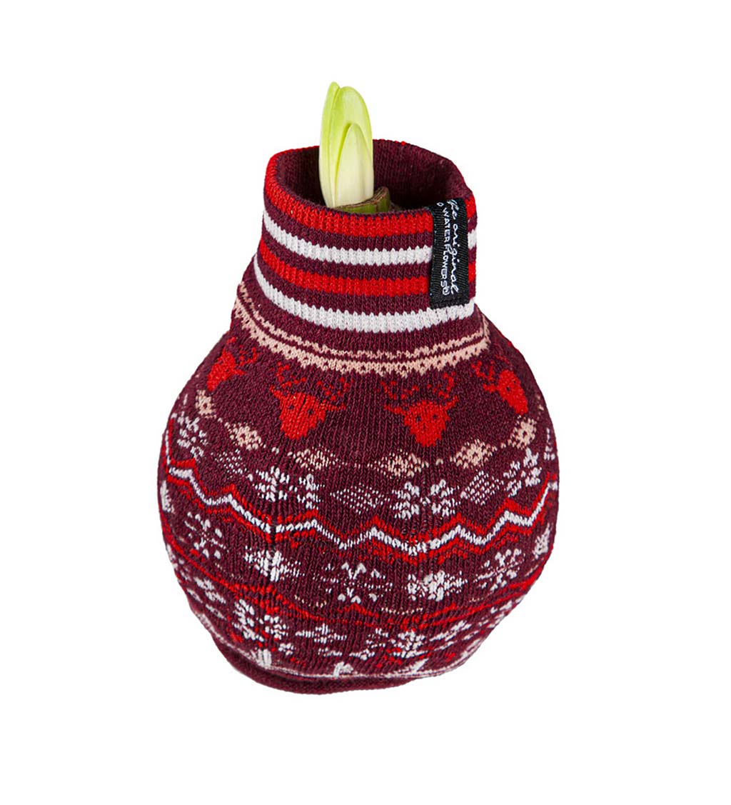 Waxed Self-Contained Amaryllis Bulbs in Holiday Sweaters, Set of 6