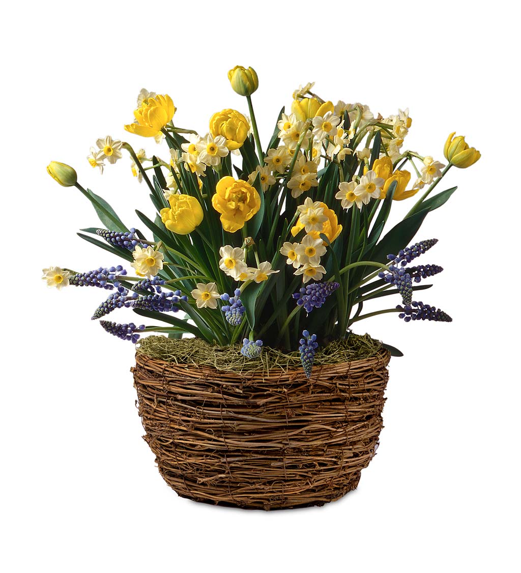 Yellow Baby Tulip Flower Bulb Gift Garden