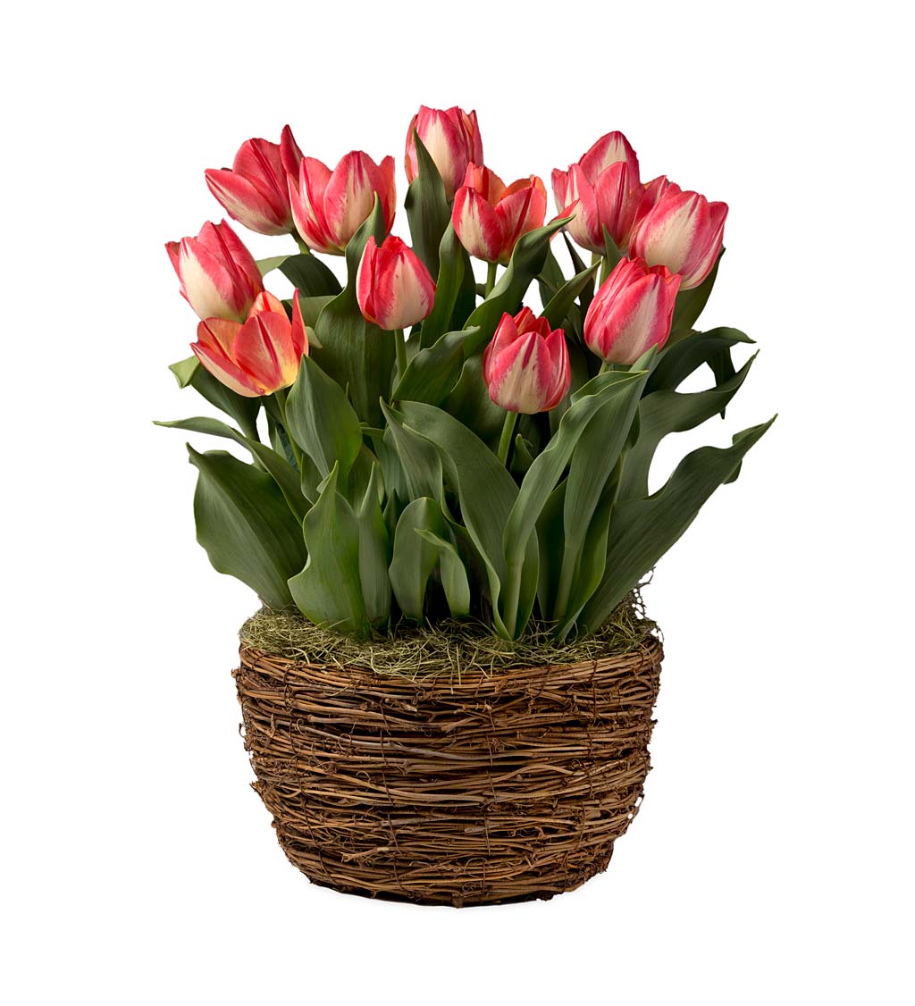 Spryng Break Tulip Flower Bulb Gift Garden