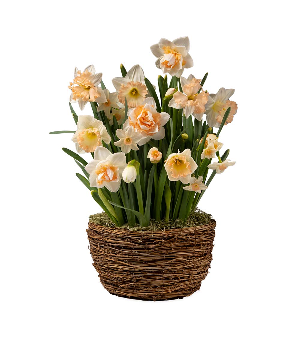 Peach Daffodil Mix Flower Bulb Gift Garden