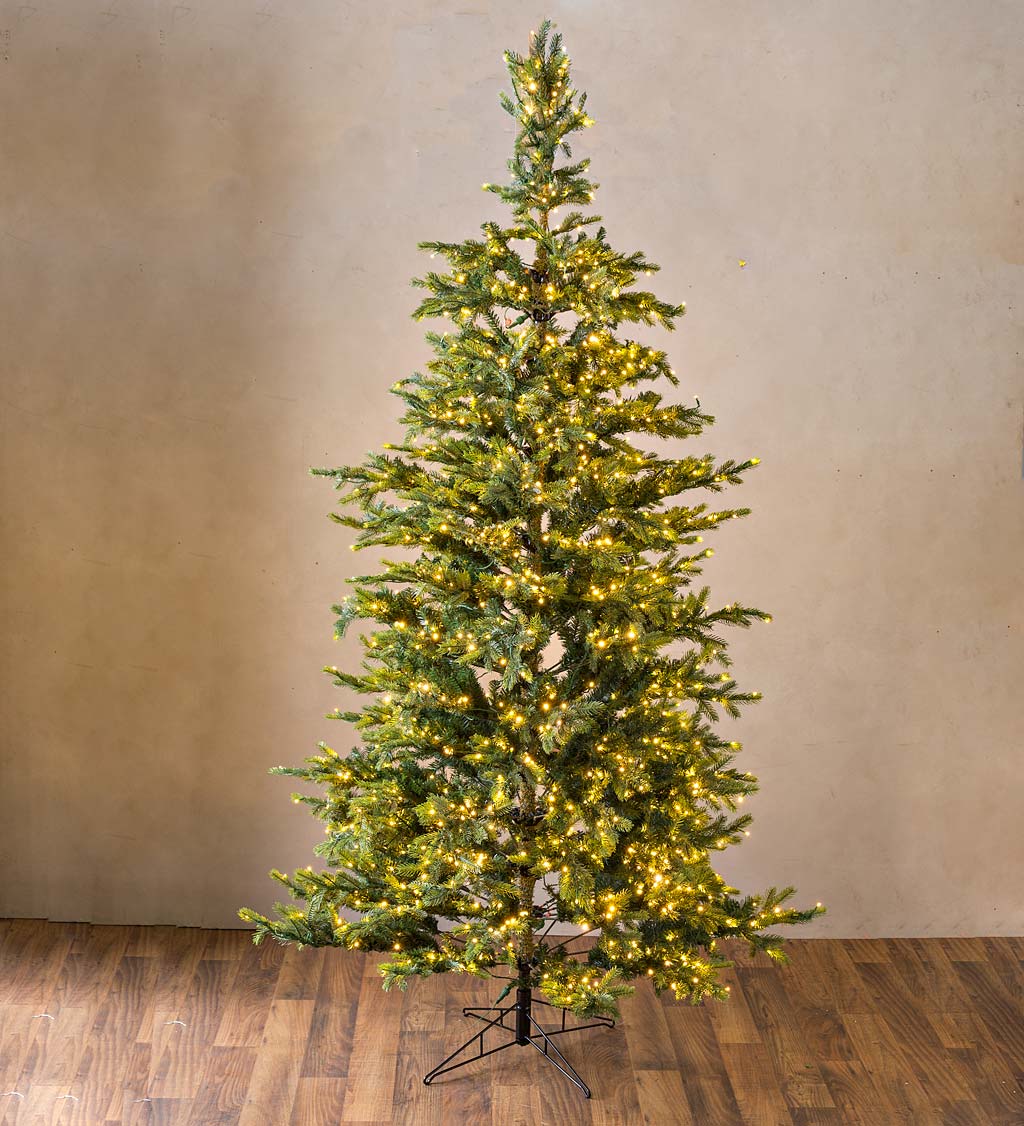 9' Grandis Fir Christmas Tree with 800 Lights