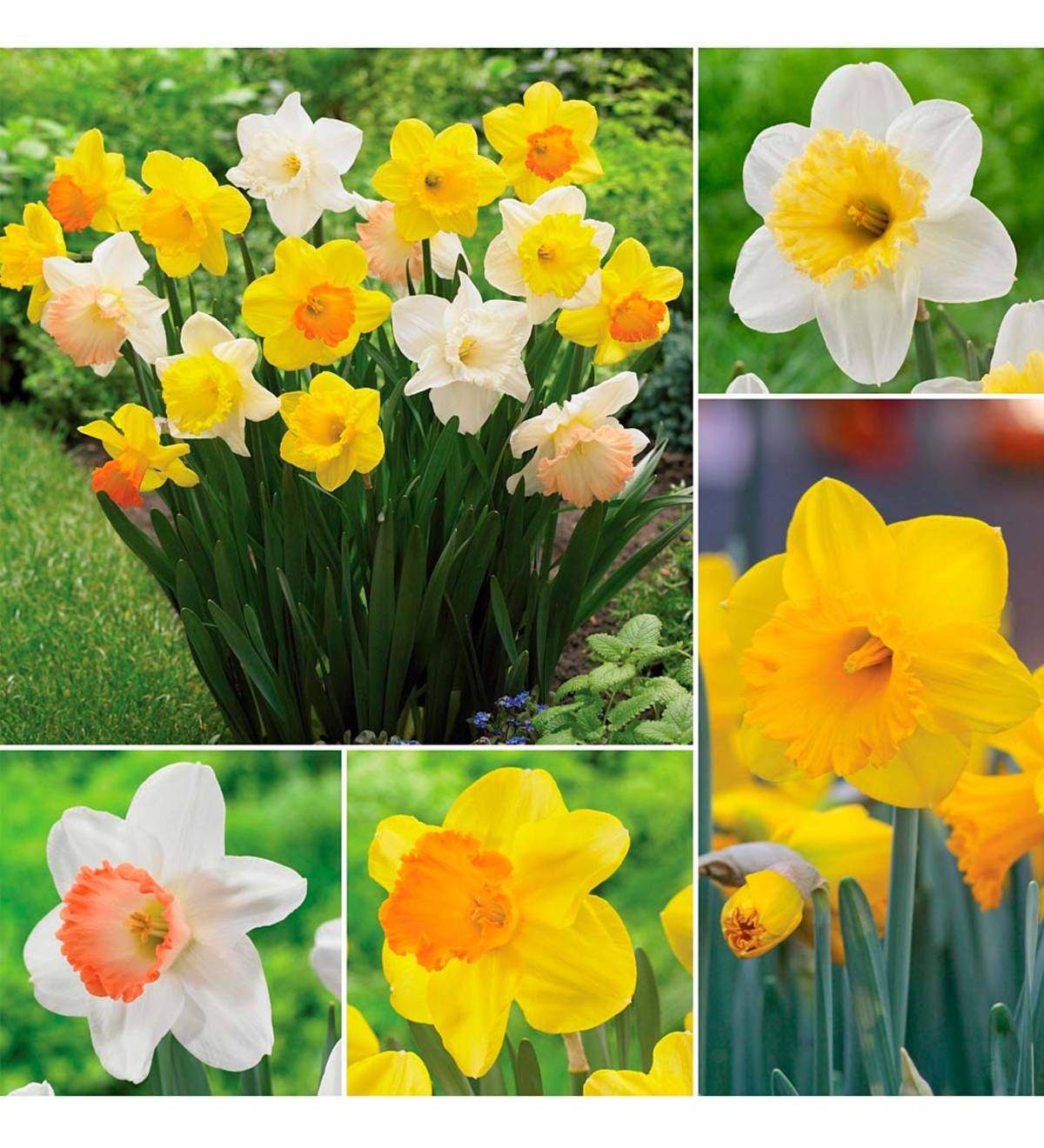 Big Blooms Daffodil Bulb Collection, 25 bulbs each of 4 varieties