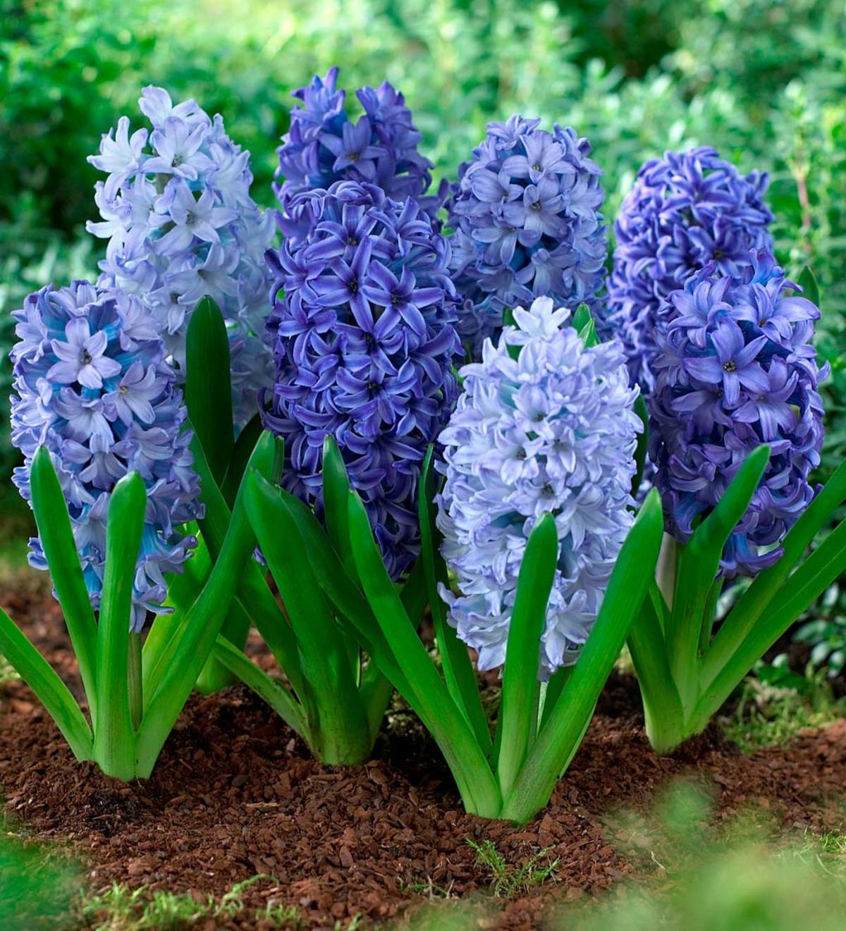 Shades of Blue Hyacinth Bulb Collection, 40 mixed bulbs