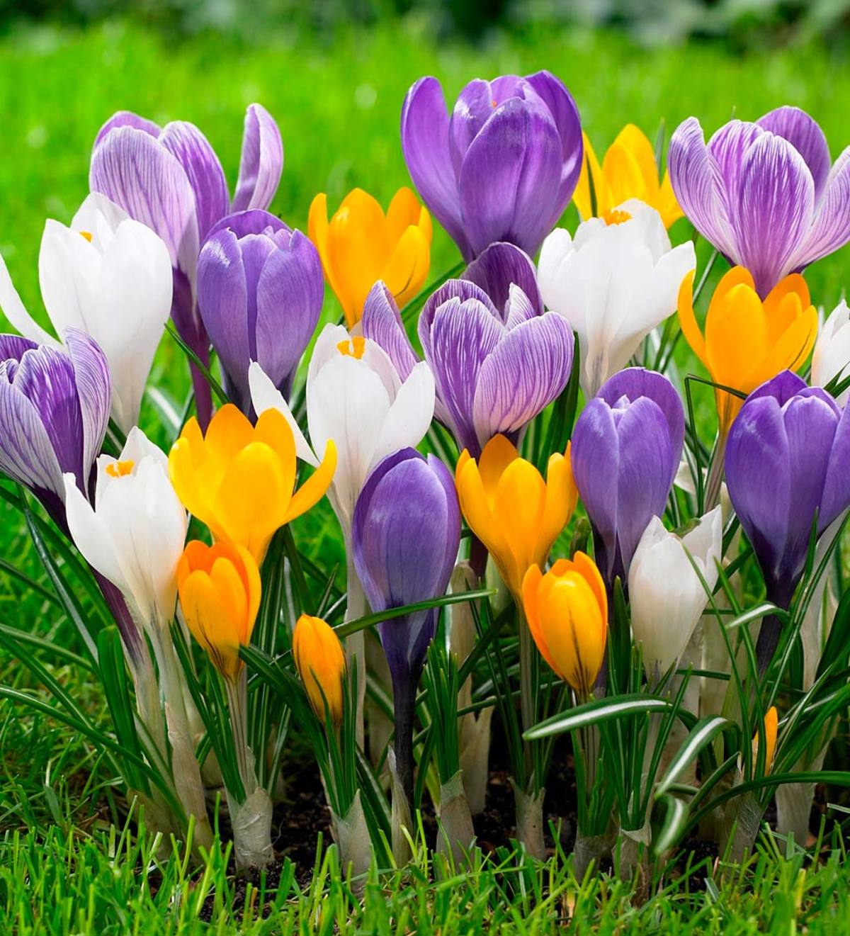 Large Flowering Crocus Bulb Collection,