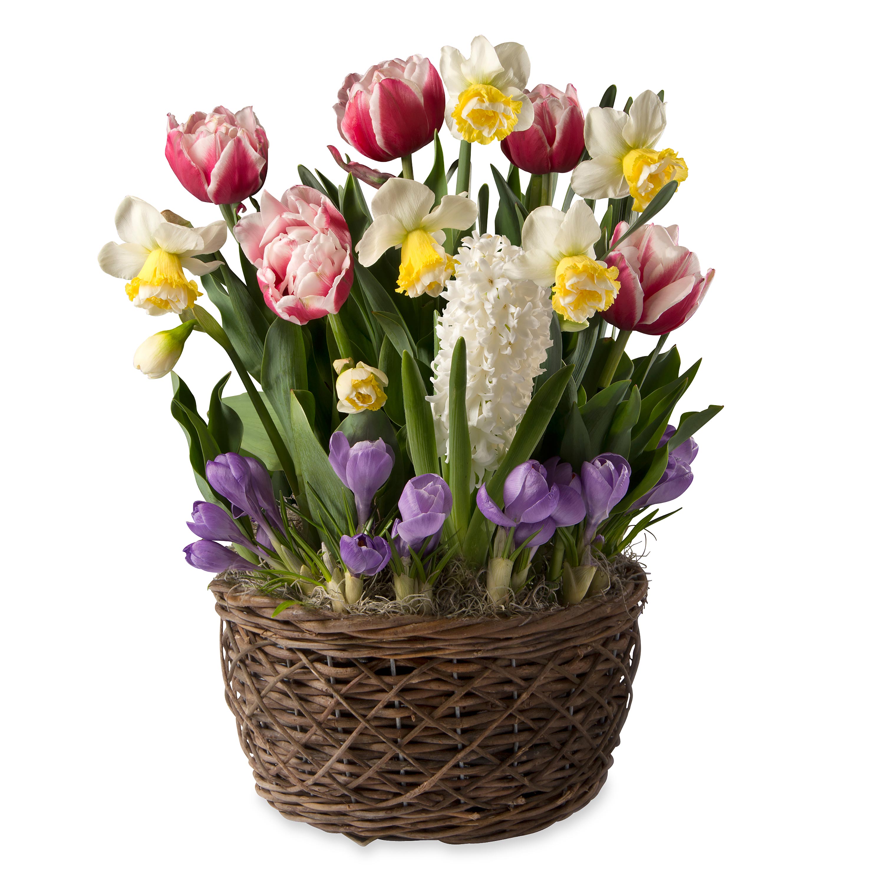 Narcissus, Tulips, Crocus, Hyacinth Flower Bulb Gift Garden - Ships January-May