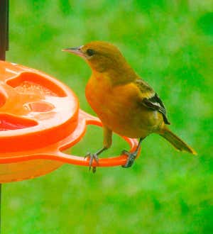 Oriolefest Oriole Feeder, 12 oz.