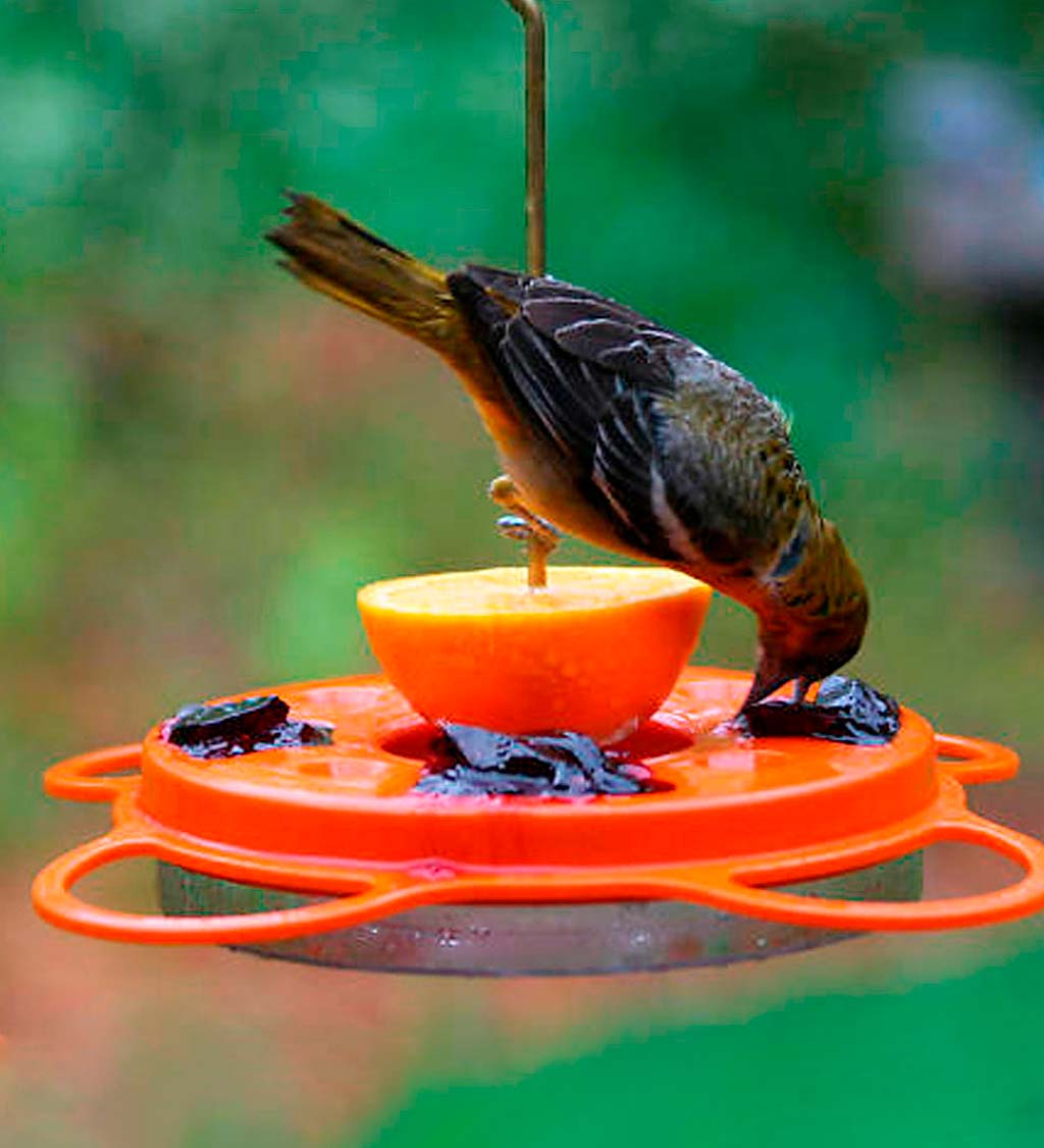 Oriolefest Oriole Feeder, 12 oz.