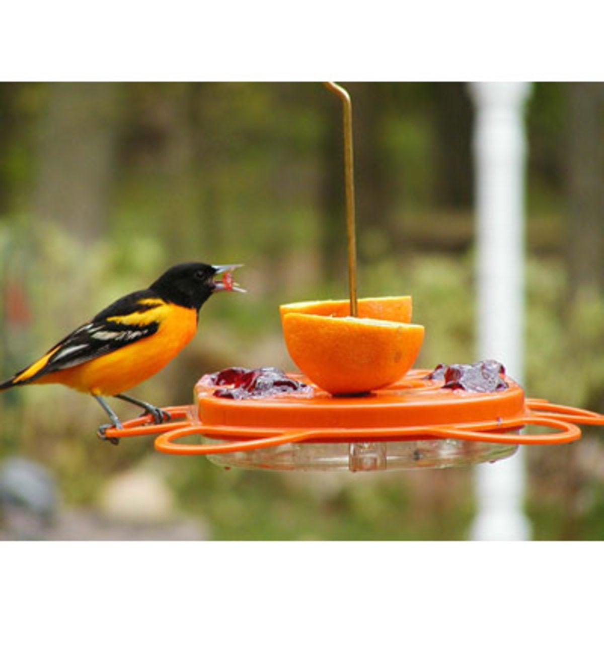 Oriolefest Oriole Feeder