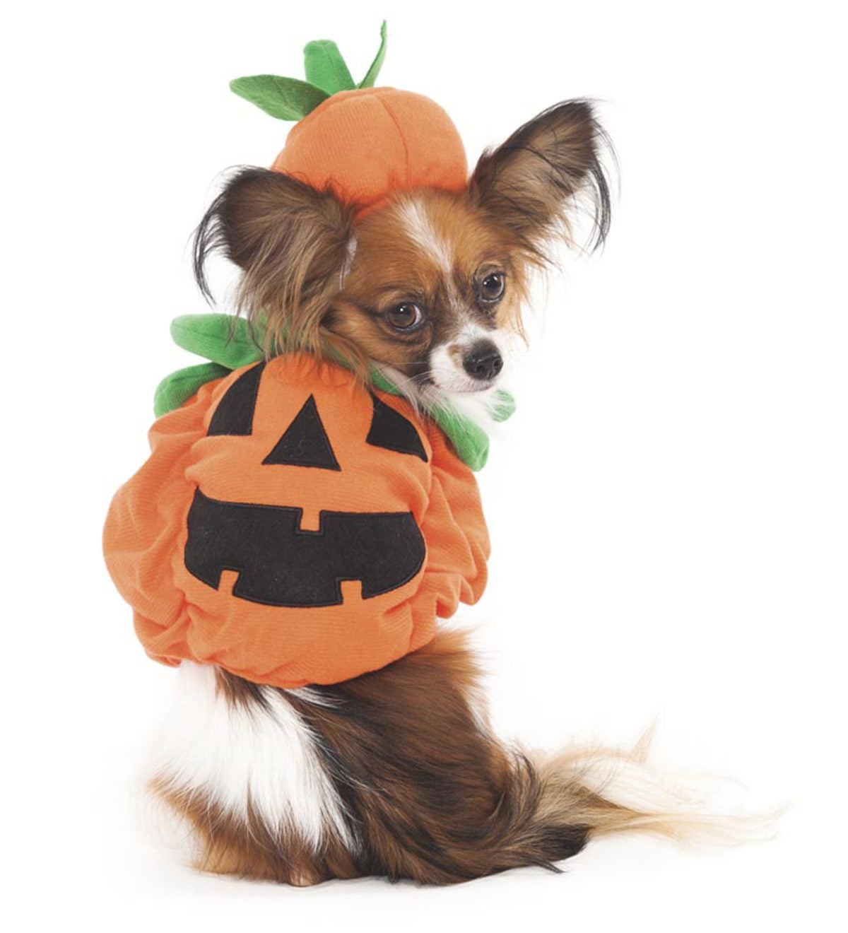 Pumpkin Pet Halloween Costume