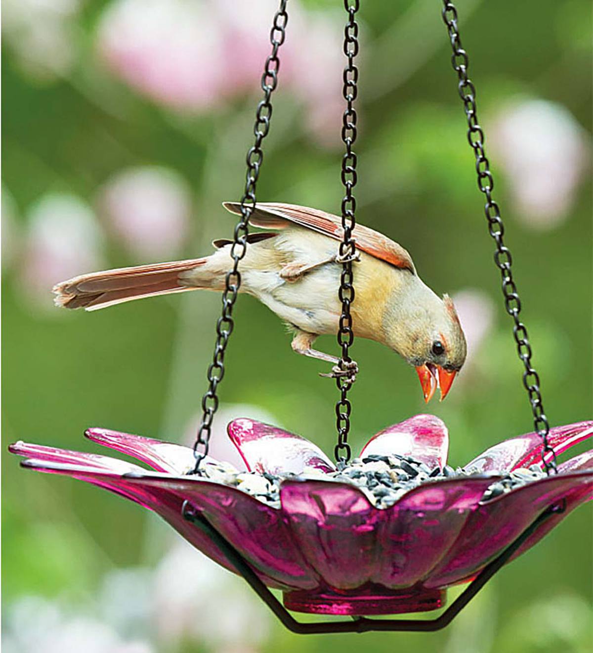 Hanging Glass Flower Bird Bath and Feeder