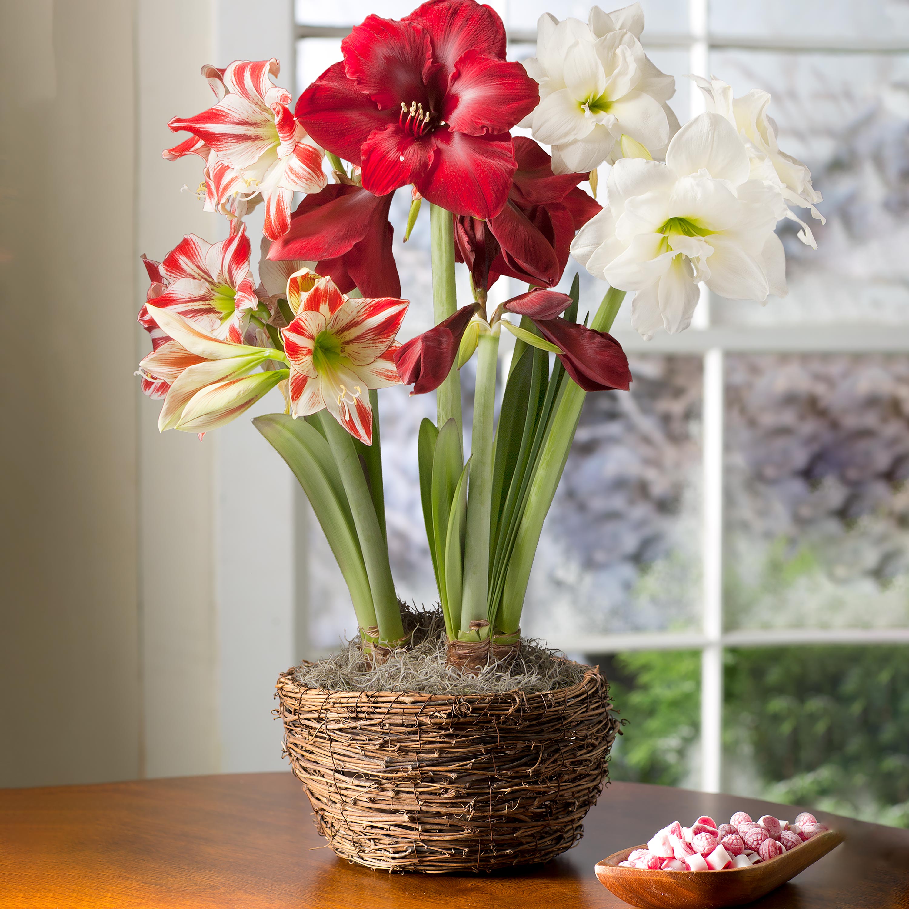 Large Amaryllis Trio Bulb Garden