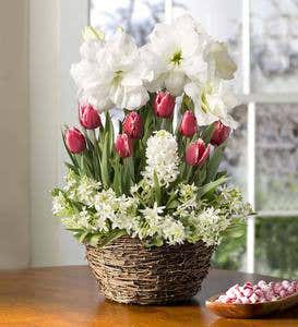 White Amaryllis Bulb Garden with Tulips – Available To Ship Beginning November 21
