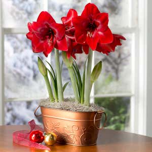 Dynamite Amaryllis Bulb Garden with Support Stakes