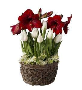 Amaryllis, Tulips and Star of Bethlehem Flower Bulb Gift Garden - Ships November-December