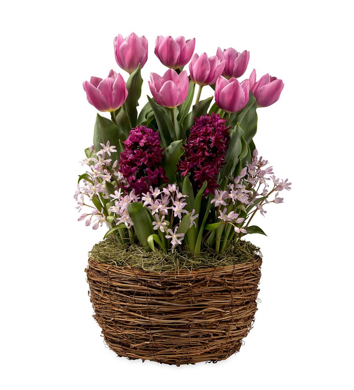 Fuchsia Tulips and Hyacinths Flower Bulb Gift Garden