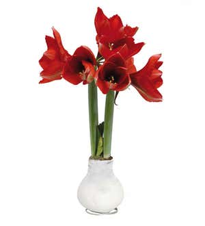 Waxz Bulb Self-Contained Amaryllis Flower Gift