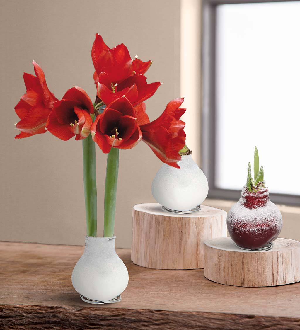 Waxz Bulb Self-Contained Amaryllis Flower Gift