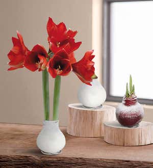 Waxz Bulb Self-Contained Amaryllis Flower Gift