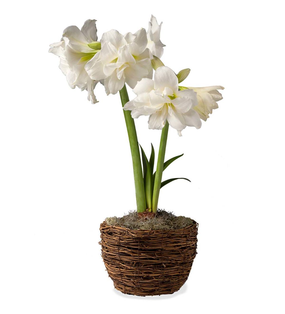 Alfresco White Amaryllis Bulb Garden Gift