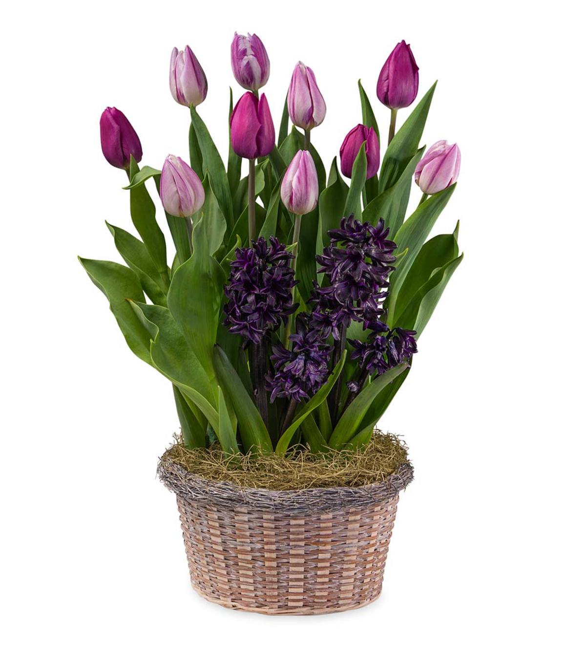 Tulip and Hyacinth Flower Bulb Gift Garden