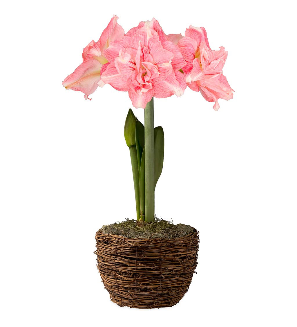 Potted 'Rozetta' Double-Petal Amaryllis Bulb in Woven Basket