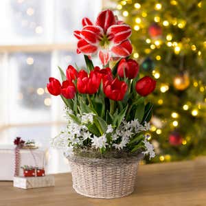 Dutch Flower Bulb Holiday Gift Garden with Minerva Amaryllis