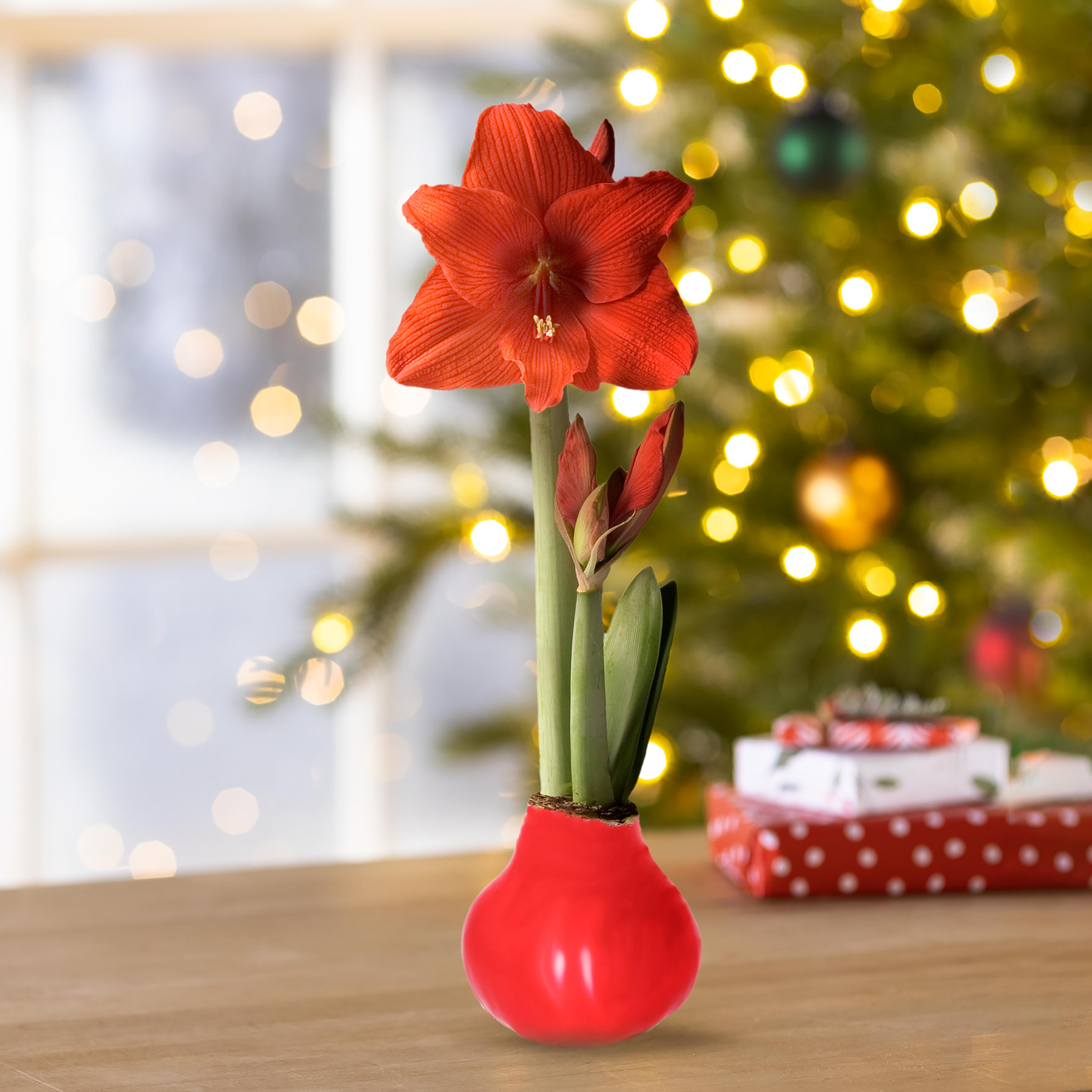 Waxz Solid Color Self-Contained Amaryllis Flower Bulb