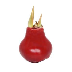 Waxz Solid Color Self-Contained Amaryllis Flower Bulb