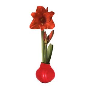 Waxz Solid Color Self-Contained Amaryllis Flower Bulb