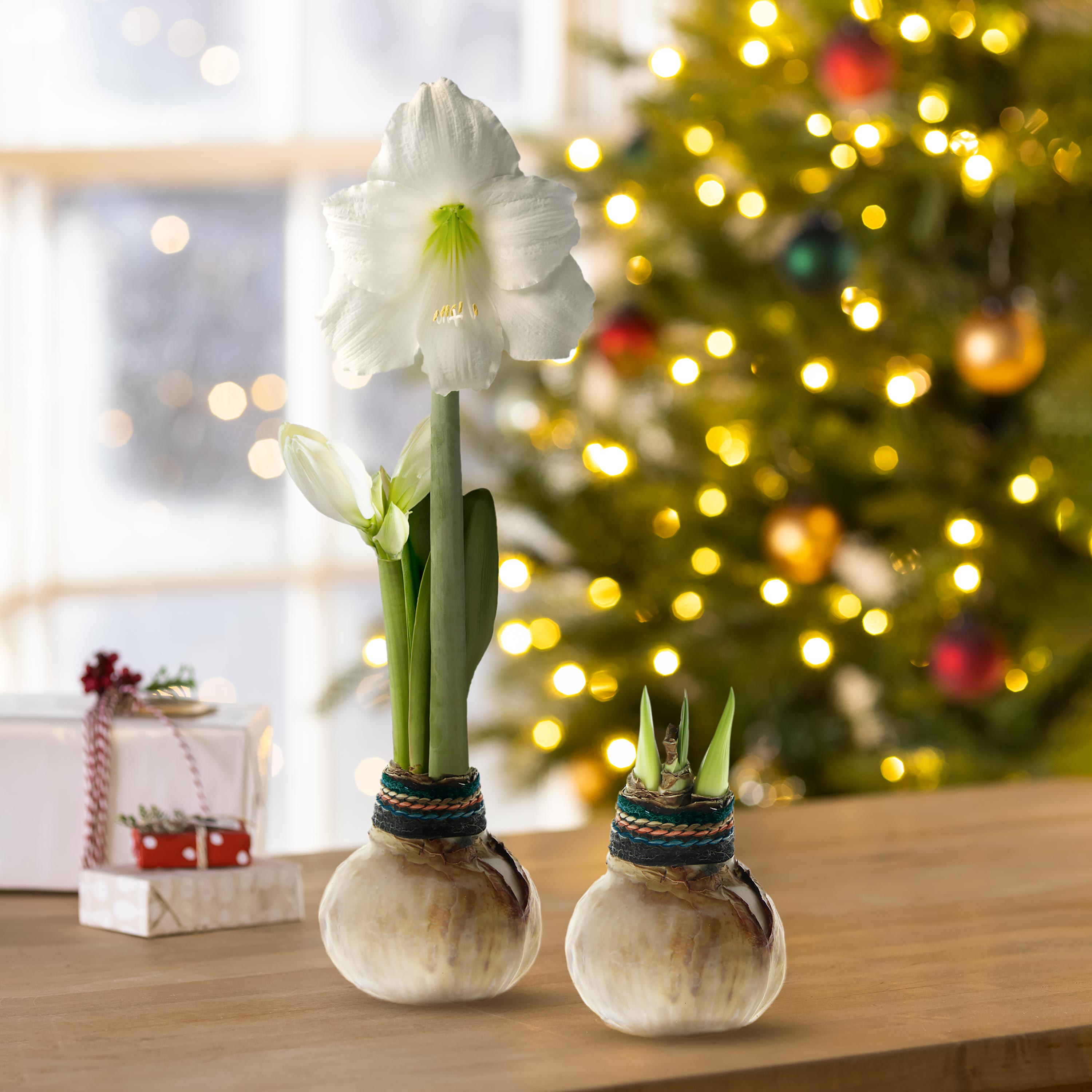 Naturalz Waxed Self-Contained Amaryllis Flower Bulb