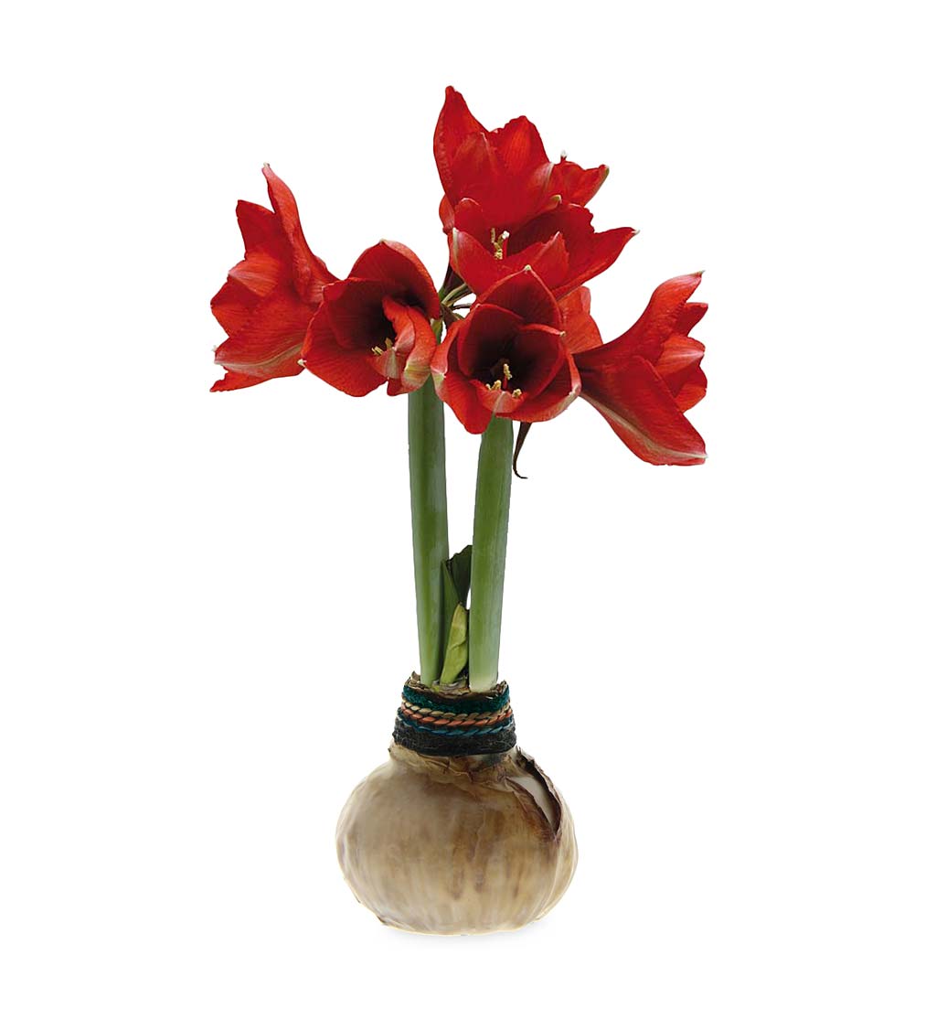 Naturalz Waxed Self-Contained Amaryllis Flower Bulbs, Set of 6