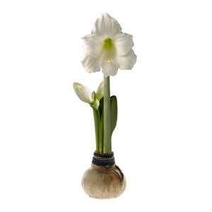 Naturalz Waxed Self-Contained Amaryllis Flower Bulb