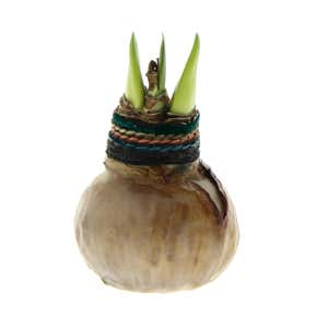 Naturalz Waxed Self-Contained Amaryllis Flower Bulb