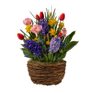 Tulip and Hyacinth Flower Bulb Gift Garden