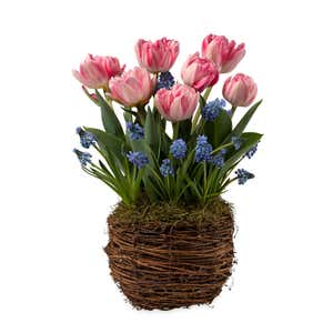 Pink Tulip and Muscari Flower Bulb Gift Garden