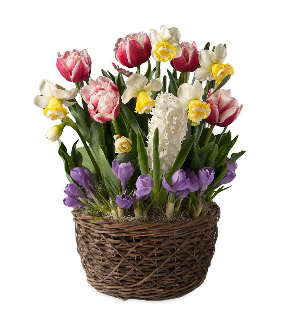 Tulip and Crocus Flower Bulb Gift Garden