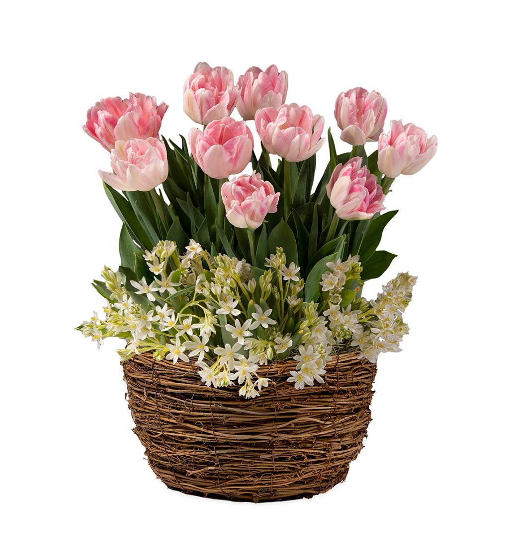 Foxtrot Tulip Flower Bulb Gift Garden