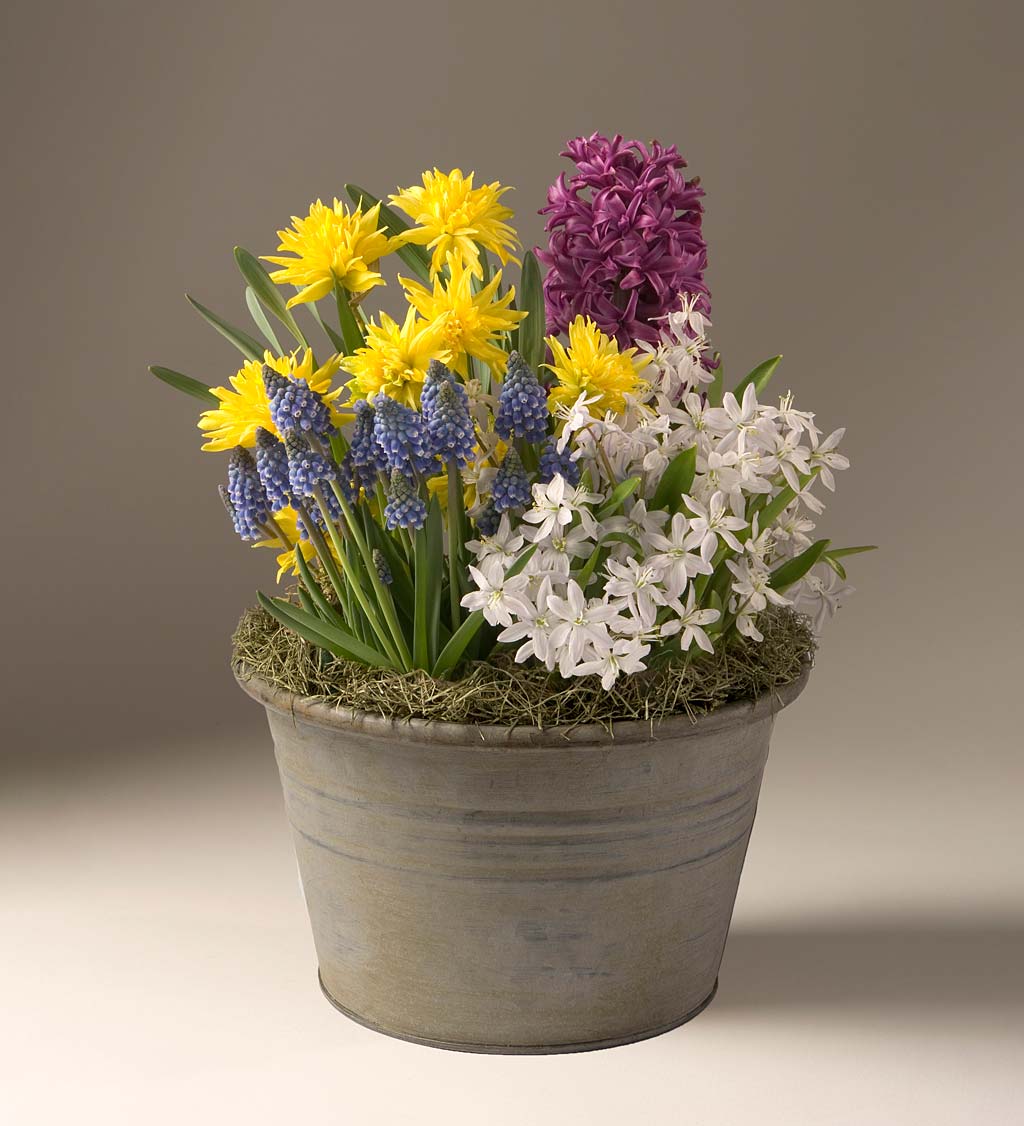 Narcissus, Hyacinth, Muscari, and Ornithogalum Bulb Garden