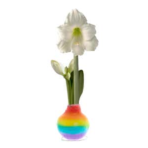 Rainbow Self-Contained Waxed Amaryllis Flower Bulb