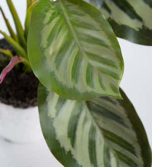 Faux Real Calathea Artificial Potted Plant