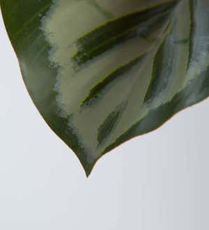 Faux Real Calathea Artificial Potted Plant