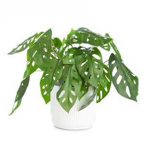 Faux Real Monstera Artificial Potted Plant