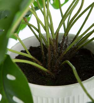 Faux Real Monstera Artificial Potted Plant